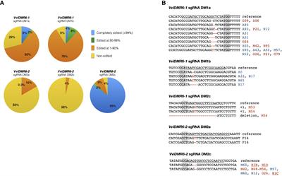 Simultaneous editing of two DMR6 genes in grapevine results in reduced susceptibility to downy mildew